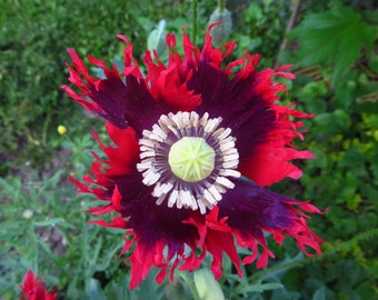 Drama Queen Poppy Seeds Papaver somniferum