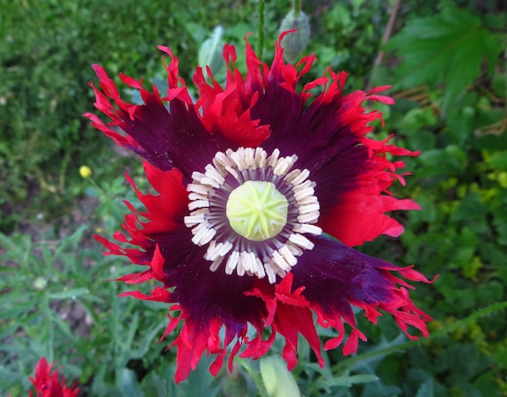 Drama Queen Poppy Seeds Papaver Somniferum - Etsy