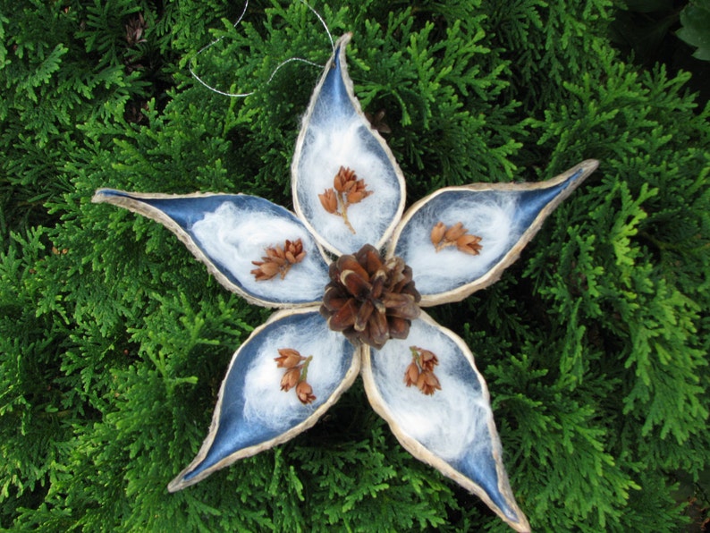 Milkweed Pods image 2