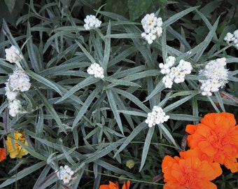 Pearly Everlasting Seeds  Anaphalis margaritacea