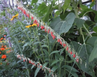 Side Oats Grama Seeds Bouteloua curtipendula