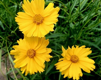 Lanceleaf Coreopsis Seeds Coreopsis lanceolata Native Wildflower