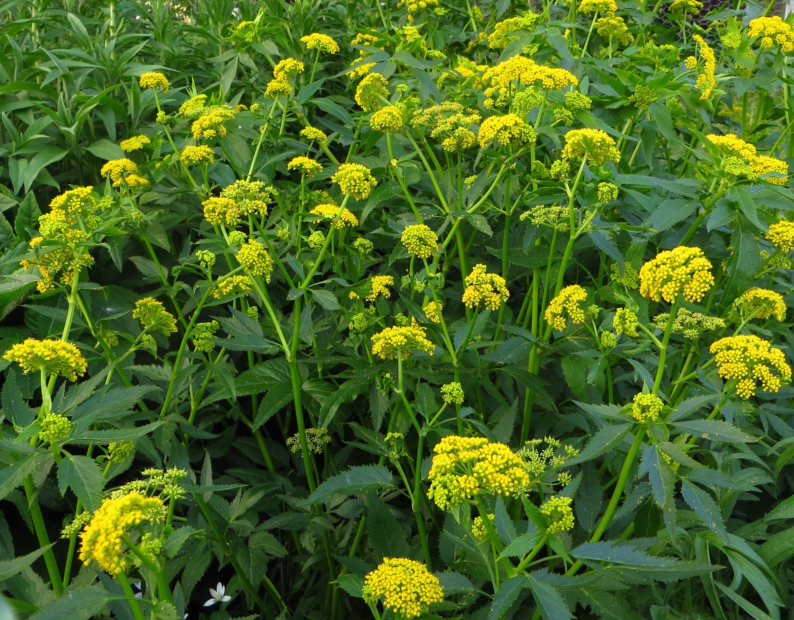 Golden Alexanders Seeds Native Wildflower - Etsy