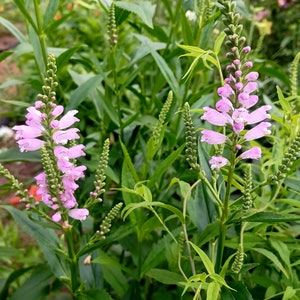 Obedient Plant Seeds Physostegia virginiana image 2