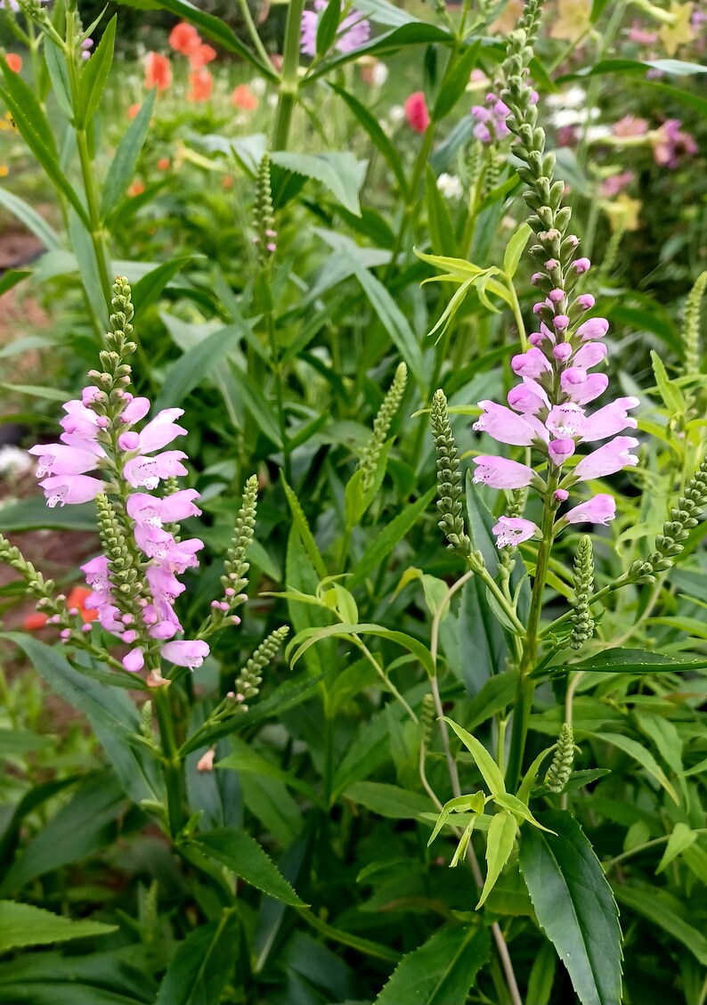 Obedient Plant Seeds Physostegia virginiana image 2