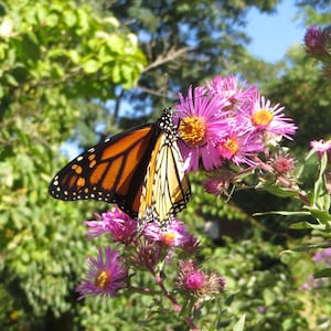 New England Aster Seeds   Aster novae-angliae – Native Wildflower