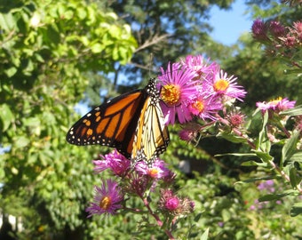 New England Aster Seeds   Aster novae-angliae – Pollinator Attracting Native Wildflower - Mixed Colors