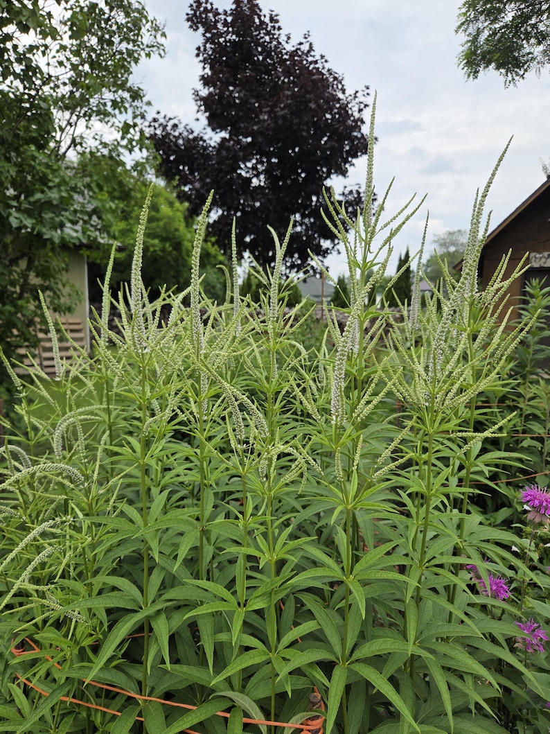 TouchofHeavenGardens Culver's Root Seeds