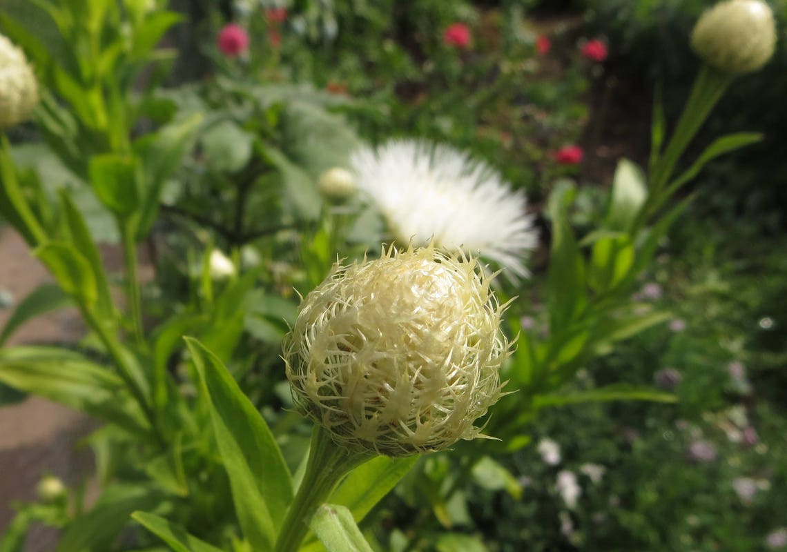 White American Basket Flower Seeds Centaurea americana Etsy