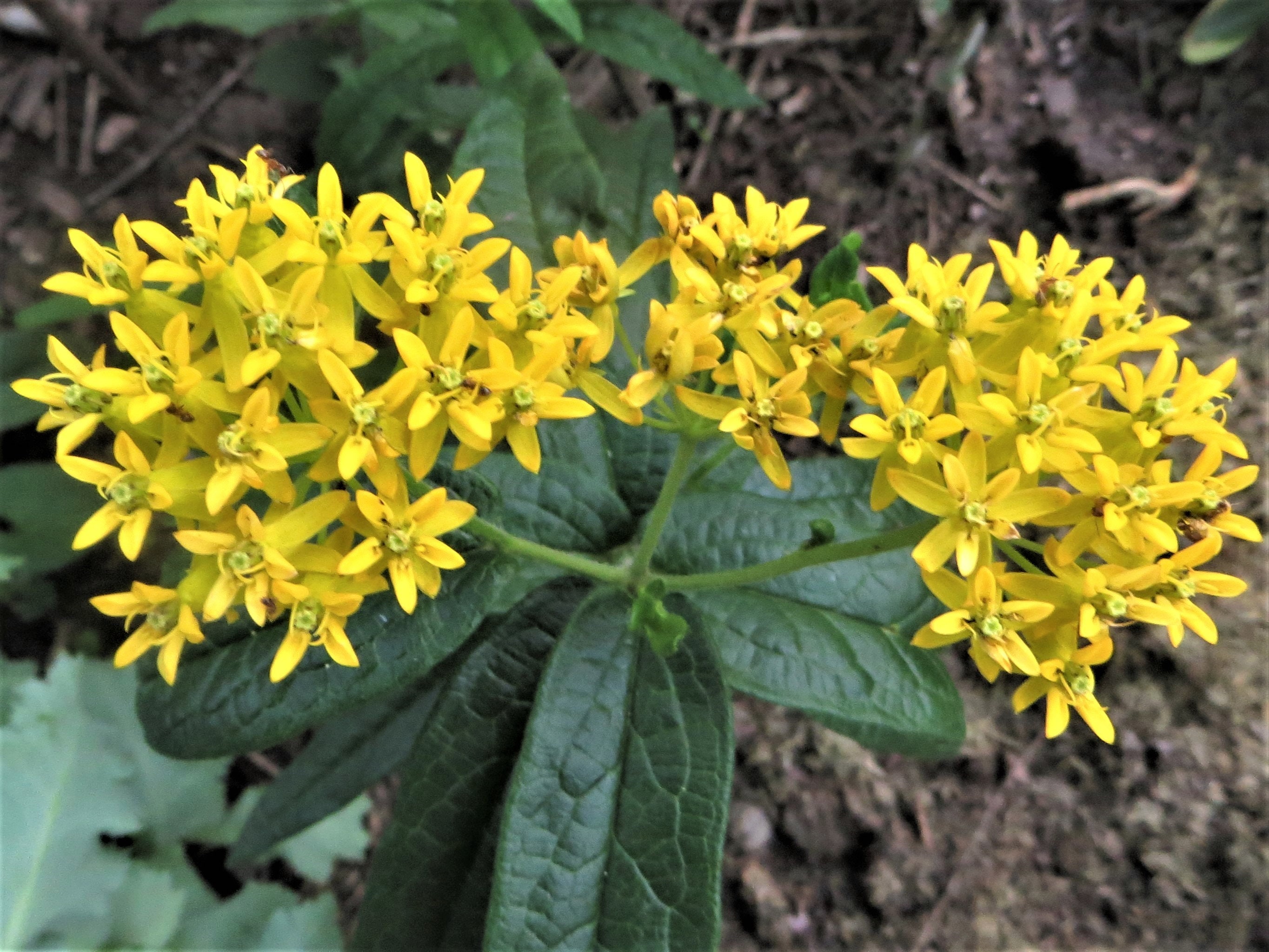 Hello Yellow Butterfly Weed Seeds Asclepias Tuberosa Etsy