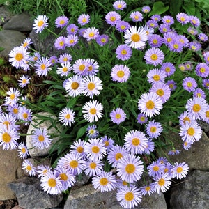 Alpine Aster Seeds Aster alpinus image 1