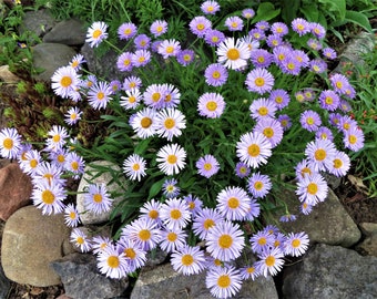 Alpine Aster Seeds Aster alpinus