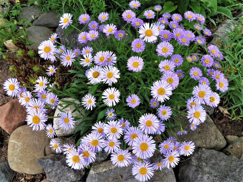 Alpine Aster Seeds Aster alpinus image 1