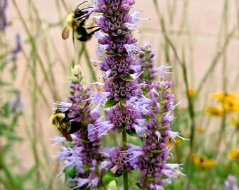 Anise Hyssop Seeds Agastache foeniculum
