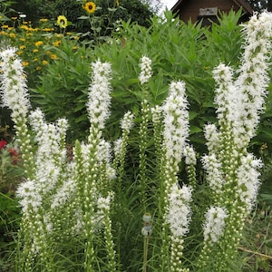 Blazing Star or Gayfeather Seeds ‘Alba’ Liatris spicate