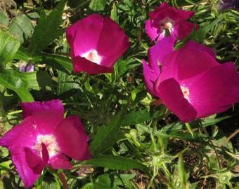 Poppy Mallow Seeds  Callirhoe involucrate