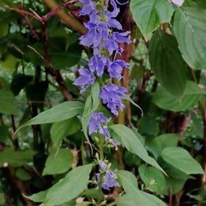 Tall Bellflower Seeds Campanula americana image 1