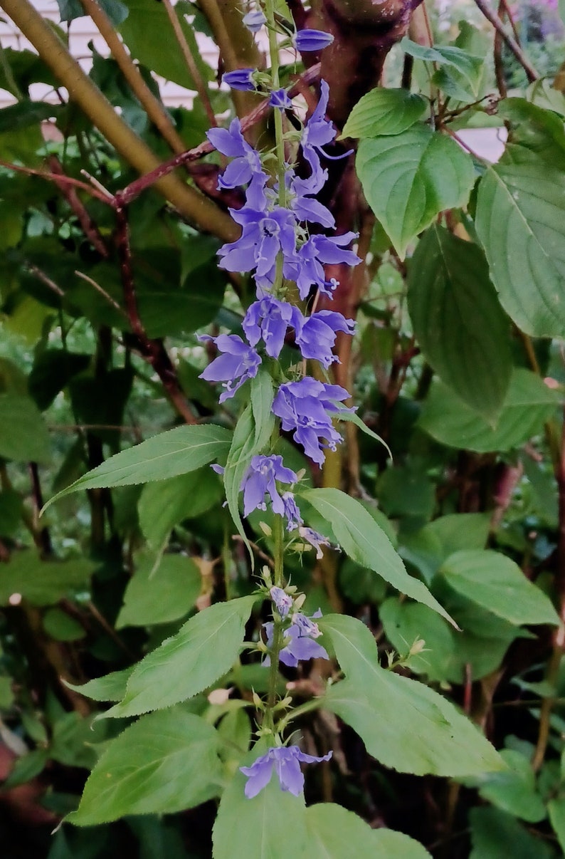 Tall Bellflower Seeds Campanula americana image 1