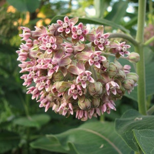 Common Milkweed Seeds Asclepias syriaca Perennial Wildflower image 1