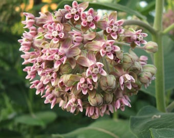 Common Milkweed Seeds - Asclepias syriaca – Perennial Wildflower