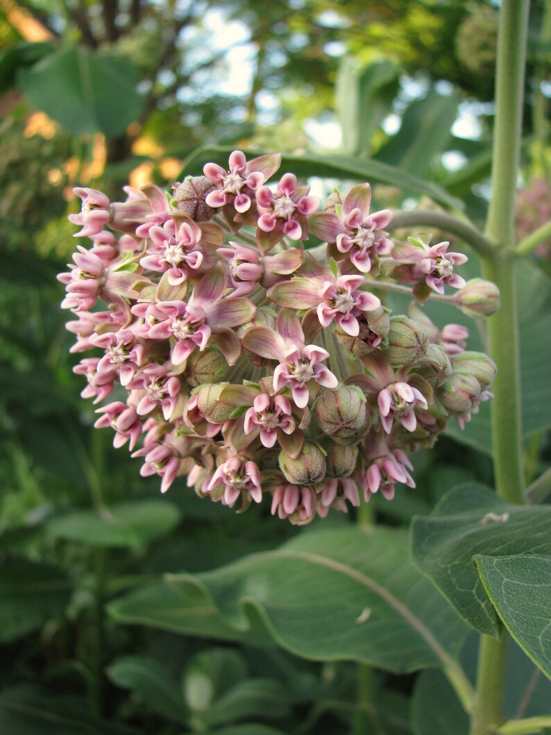 Common Milkweed Seeds Asclepias syriaca Perennial Wildflower image 1