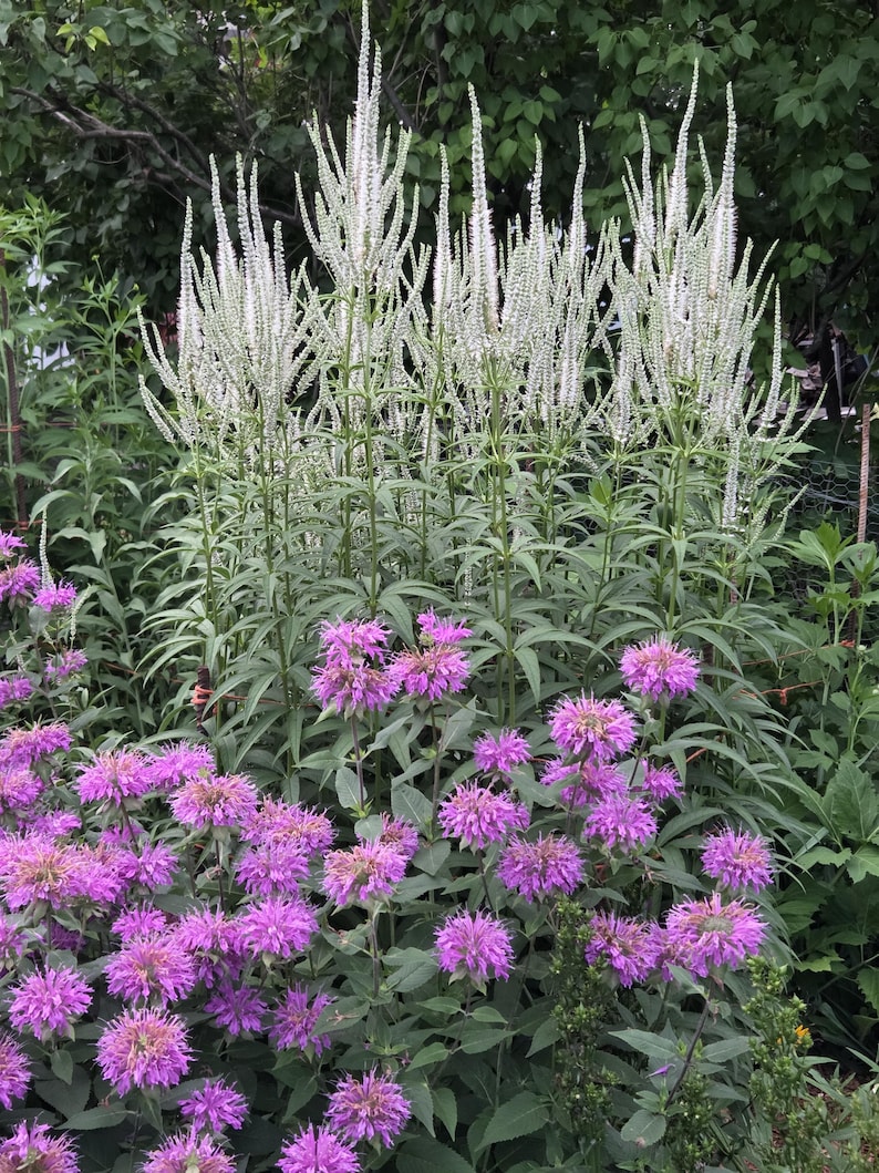 TouchofHeavenGardens Culver's Root Seeds - Thumbnail 3