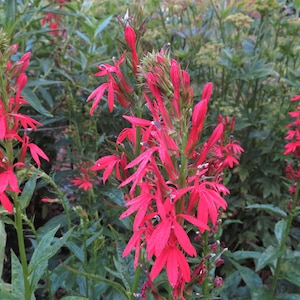 Cardinal Flower Seeds Lobelia cardinalis