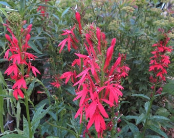 Cardinal Flower Seeds Lobelia cardinalis