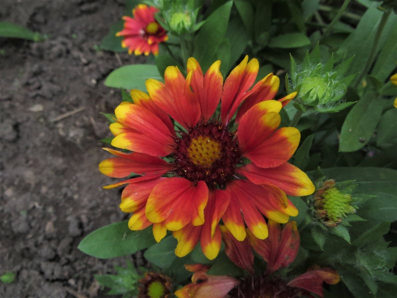 Blanket Flower Seeds Gaillardia Aristata Perennial Wildflower Etsy