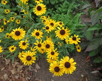 Black Eyed Susan Seeds Rudbeckia hirta