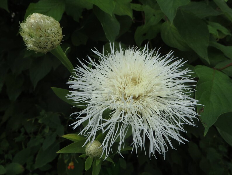 White American Basket Flower Seeds Centaurea americana Etsy