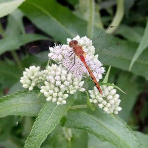 Boneset Seeds Eupatorium perfoliatum