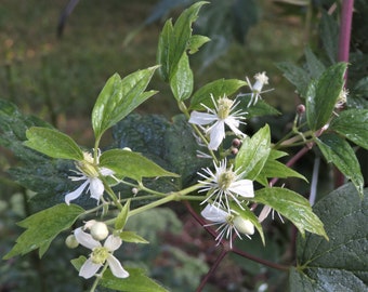 Virgin’s Bower Seeds Clematis virginiana Native Wildflower Vine