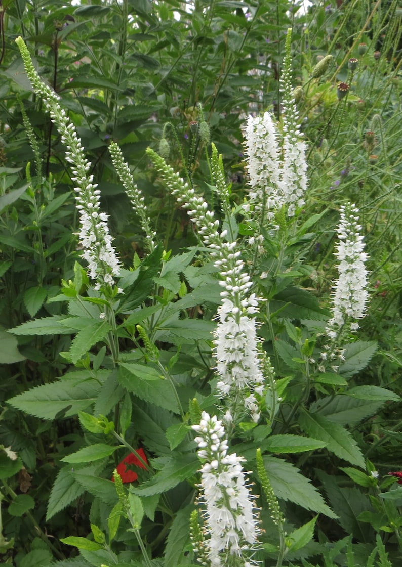 TouchofHeavenGardens Culver's Root Seeds - Thumbnail 5