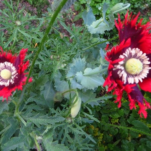 Puede incluir: Dos flores de amapola rojas y negras con centros blancos florecen en un jard&iacute;n. Las flores tienen p&eacute;talos rizados y est&aacute;n rodeadas de follaje verde.