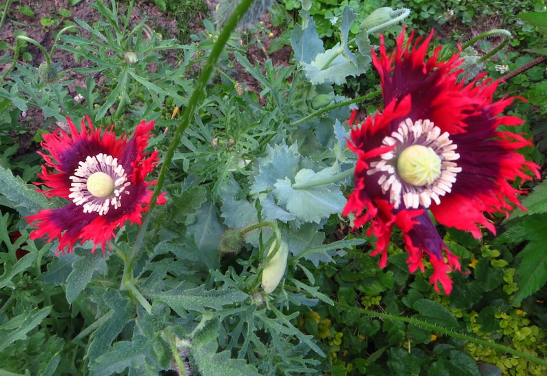Puede incluir: Dos flores de amapola rojas y negras con centros blancos florecen en un jard&iacute;n. Las flores tienen p&eacute;talos rizados y est&aacute;n rodeadas de follaje verde.