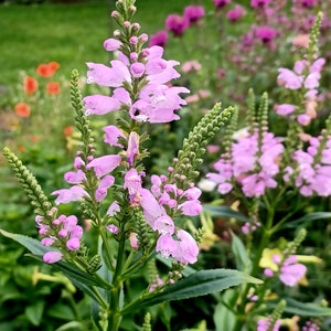 Obedient Plant Seeds Physostegia virginiana image 3