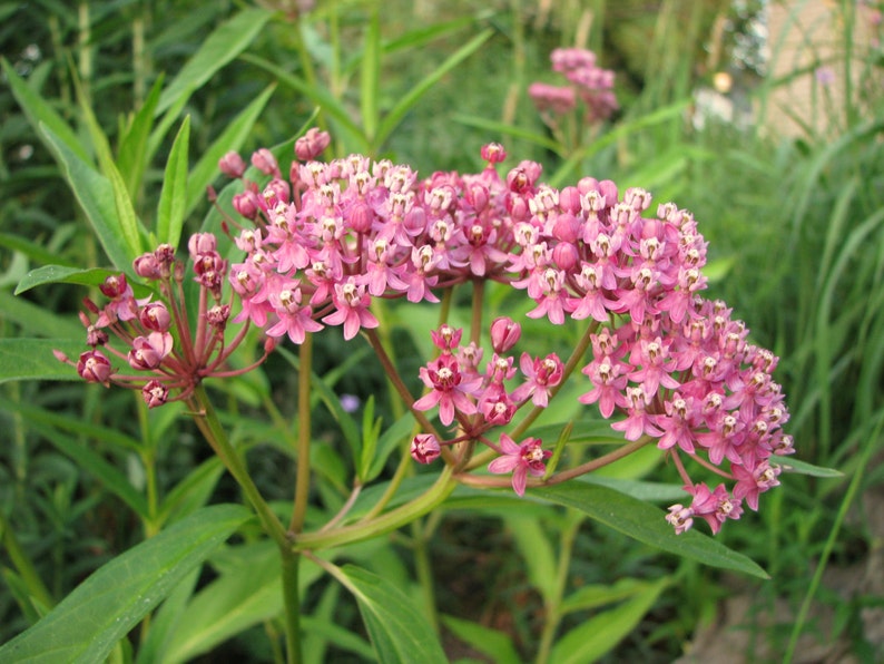 Swamp or Rose Milkweed Seeds Asclepias incarnata Native Etsy Nederland