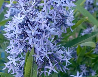 Common Bluestar Seeds Amsonia tabernaemontana