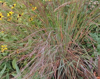 Little Bluestem Seeds Schizachyrium scoparium