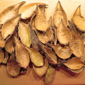 Milkweed Pods