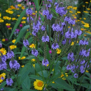 Blue Vervain Seeds Verbena hastate - Native Wildflower