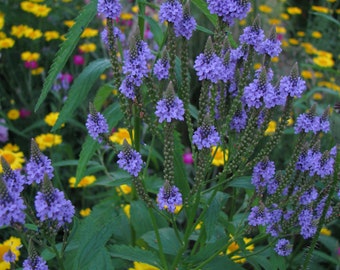 Blue Vervain Seeds Verbena hastate - Native Wildflower