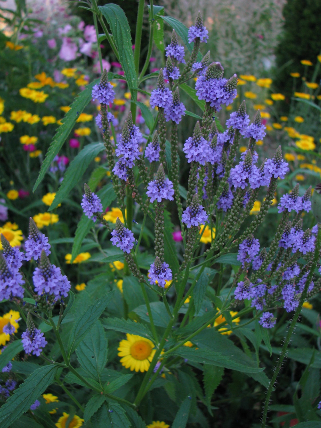 Organic Blue Vervain Herb Tea – Sunrise Tea