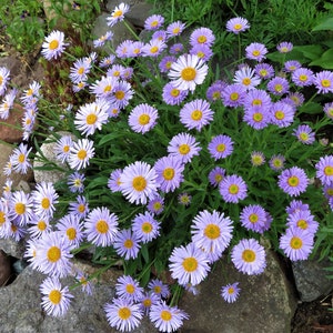 Alpine Aster Seeds Aster alpinus image 2