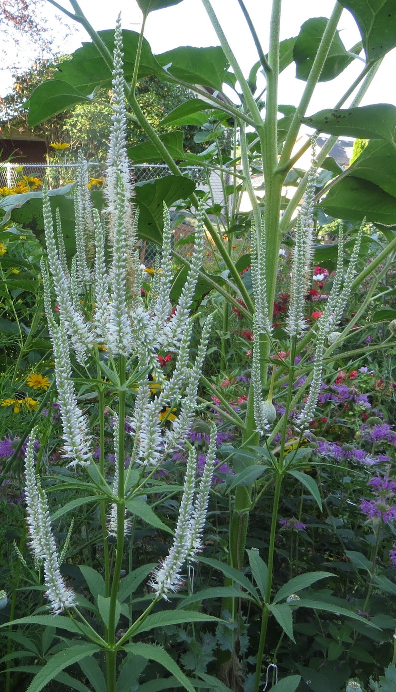 TouchofHeavenGardens Culver's Root Seeds - Thumbnail 2