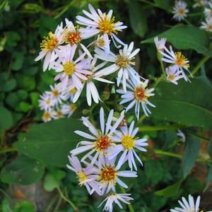 Large Leaf Aster Seeds Aster macrophyllus - Native Wildflower