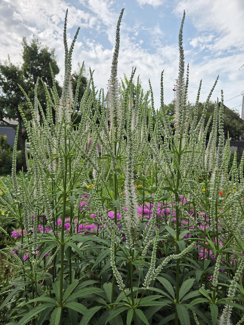 TouchofHeavenGardens Culver's Root Seeds - Thumbnail 4