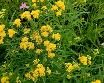 Grass-leaved Goldenrod Seeds Euthamia graminifolia