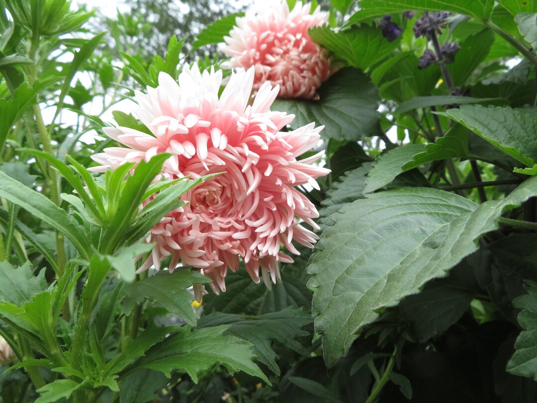 Aster Seeds salmon Janina Callistephus Chinensis Etsy